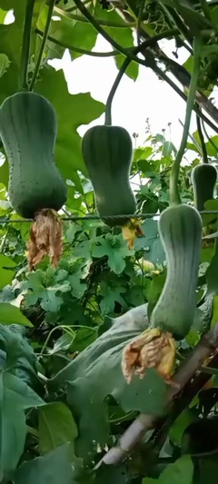 得心应手绝味炸鸡 收徒教学与实践指南